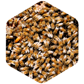 Colonie d'abeille