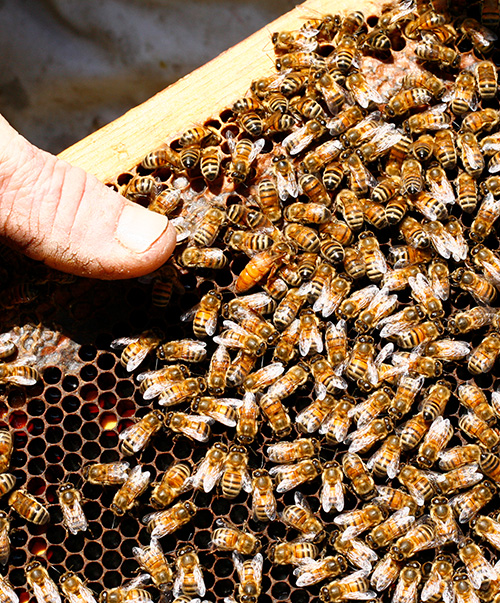 Colonie d'abeilles